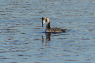 Wildlife Sightings for 13th February 2023